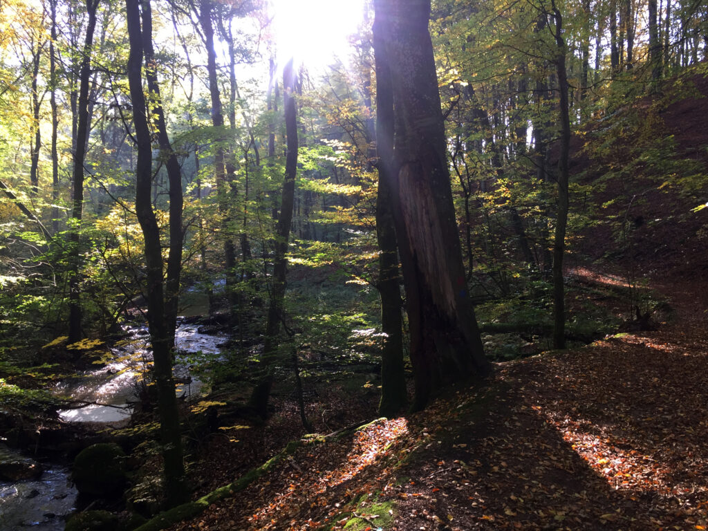 Foto på skog med solstrålar som når marken och en å.