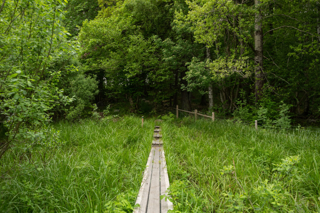 Spång över grönskande marker in mot en skog. Foto.