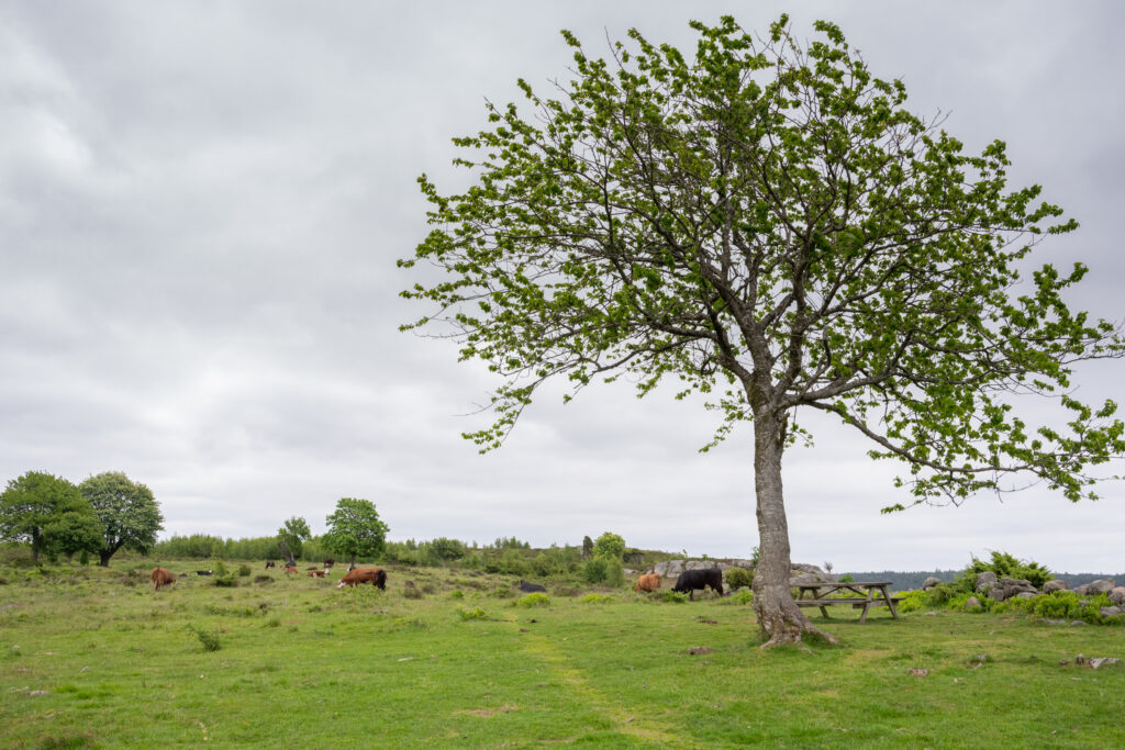 Betesmark, betande kor, stig och ett träd. Foto.