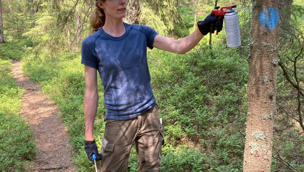 Person står vid träd och ska måla en blå prick. Foto.