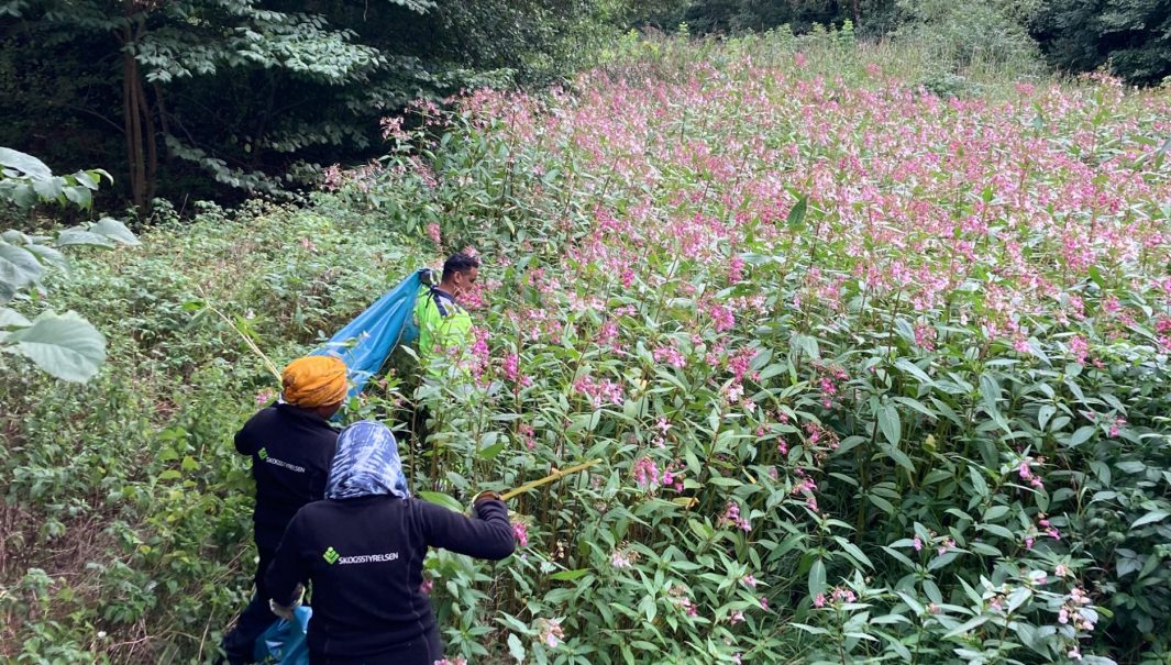 Personer står bland skygöga blommor med sopsäckar. Foto.