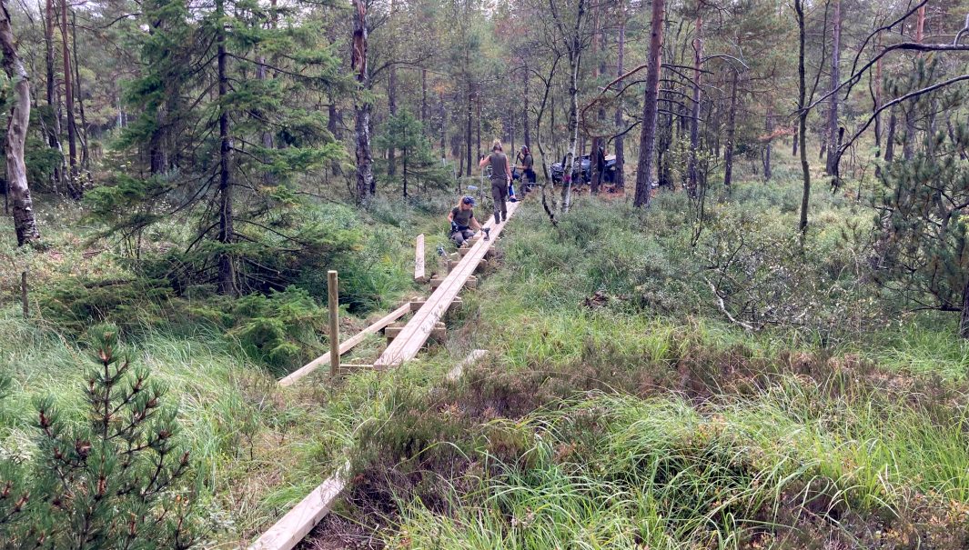 Personer som håller på att bygga spänger i skogen. Foto.