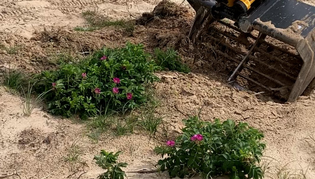 En grävskopa gräver uop vresrosor i sandig mark. Foto.