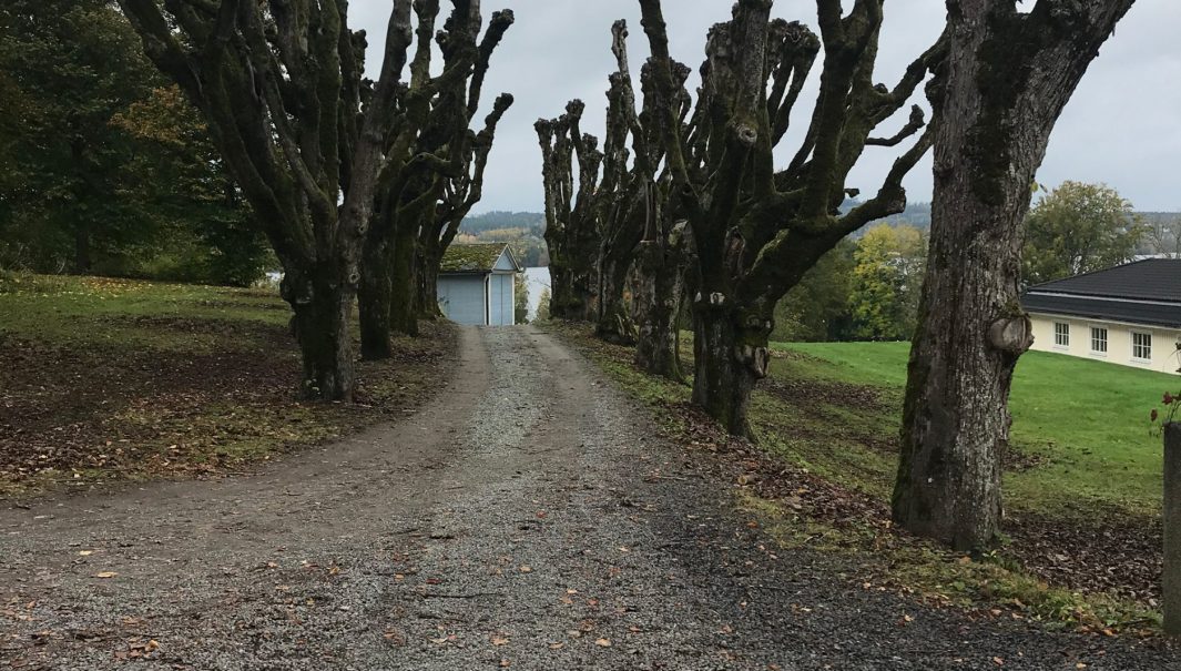 Hamlad lindallé. Foto.