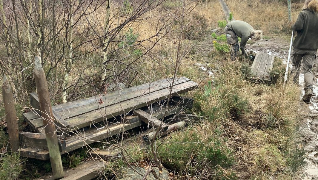 en hög med rivan spänger i förgrunden och två personer som river spång i bakgrunden. Foto.