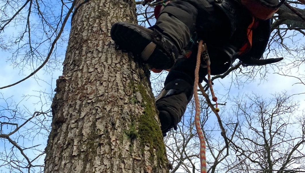 En arborist klättrar upp för ett träd. Foto.