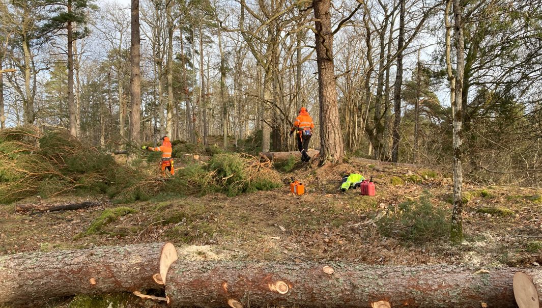 Naturvårdare som fällt träd och lägger grenar på hög. Foto.
