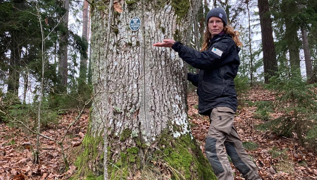 Person bredvid en ek med en uppsatt tavla av gjutjärn på stammen, med inskriften ”Naturminnesmärke, fridlyst enligt lag”. Foto.