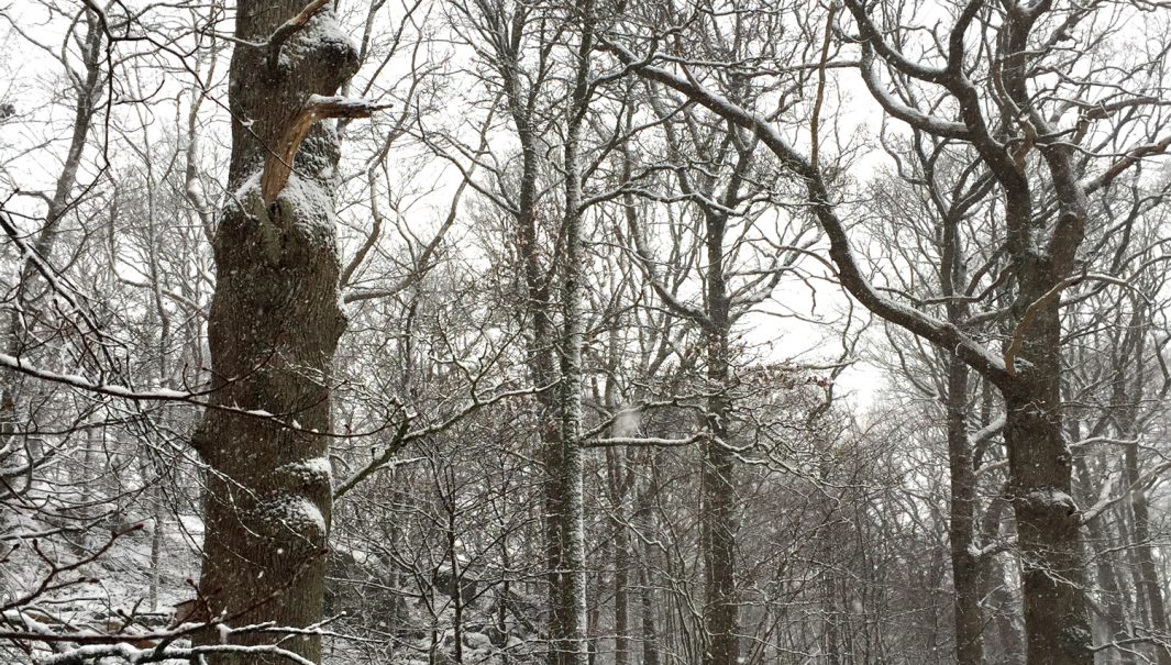 Naturvårdare sågar ner ett träd mellan två stora, gamla ekar. Foto.