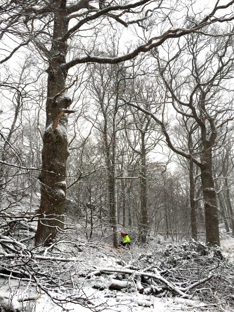 Naturvårdare sågar ner ett träd mellan två stora, gamla ekar. Foto.