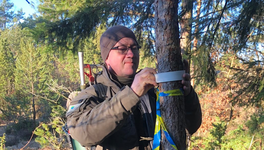 Närbild på person som står och binder ett vitt band runt ett träd. Foto.