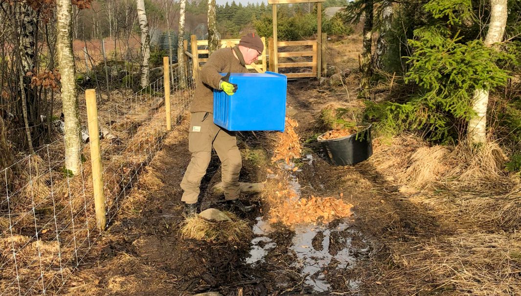 Person häller träflis/bark över blöt stig. Foto.