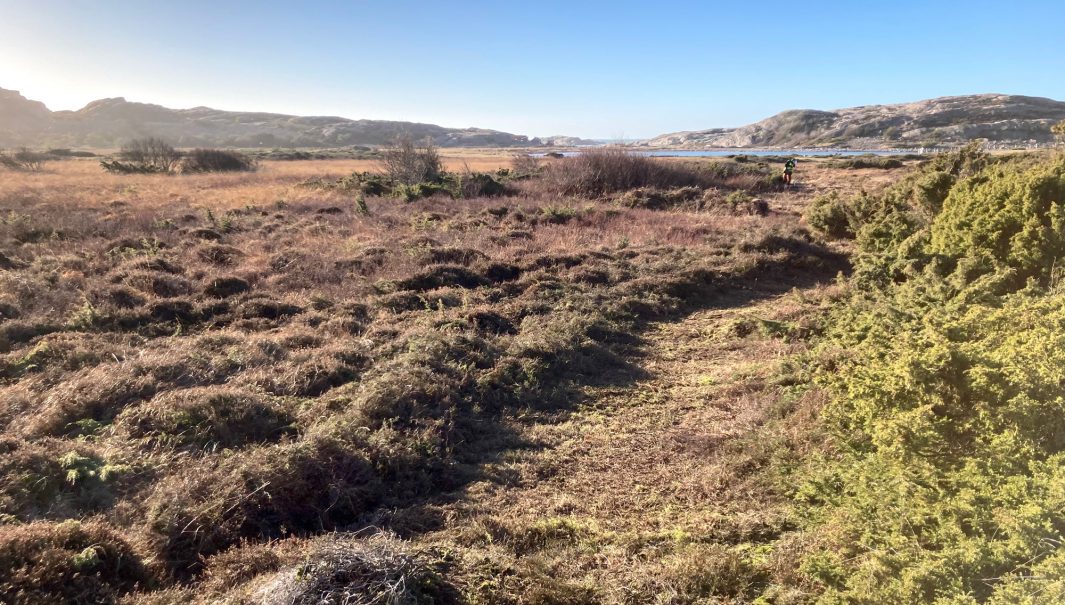 Naturvårdare röjer bort ljung och växter längs med ett brandområde. Foto.
