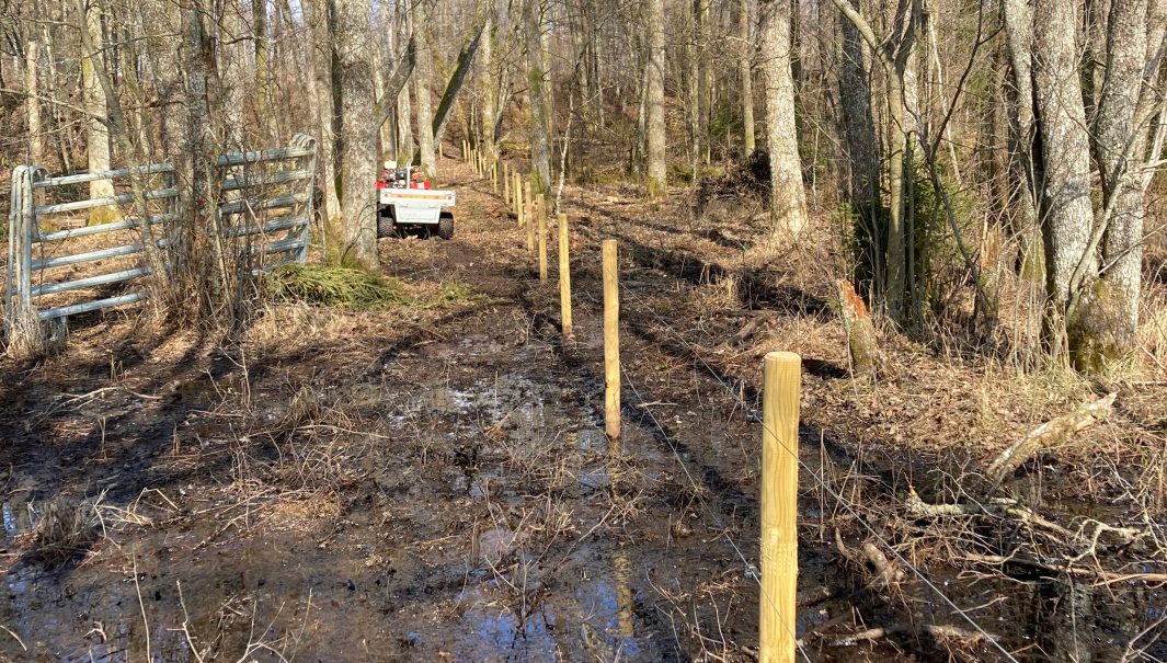 Ett elstängsel som går genom skog. foto.