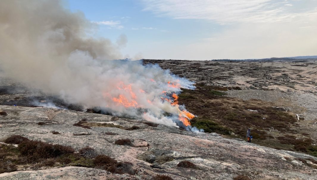 Ljung som brinner, i ett område med mycket hällar. Foto,