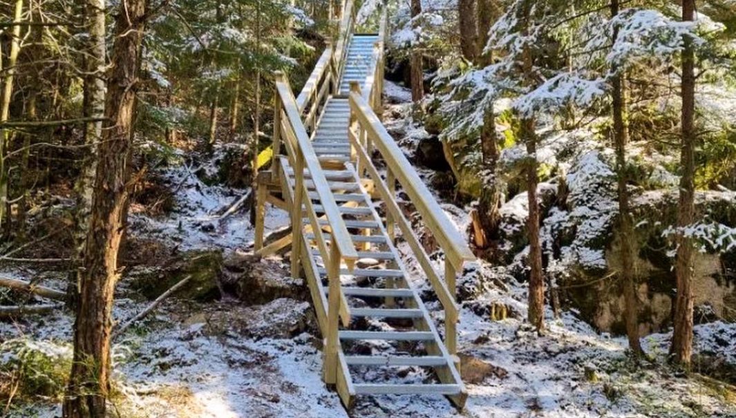 En trappa som vinklar sig med skogens terräng. Foto.