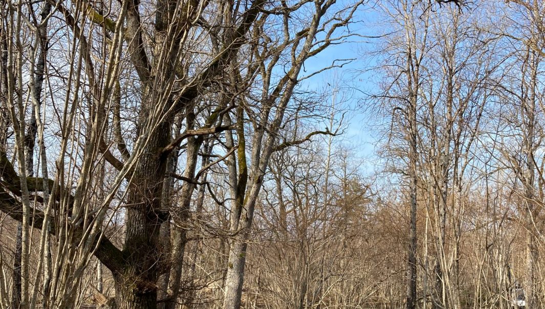 En framröjd stig i en skog med b.la. ek och hassel. Foto.