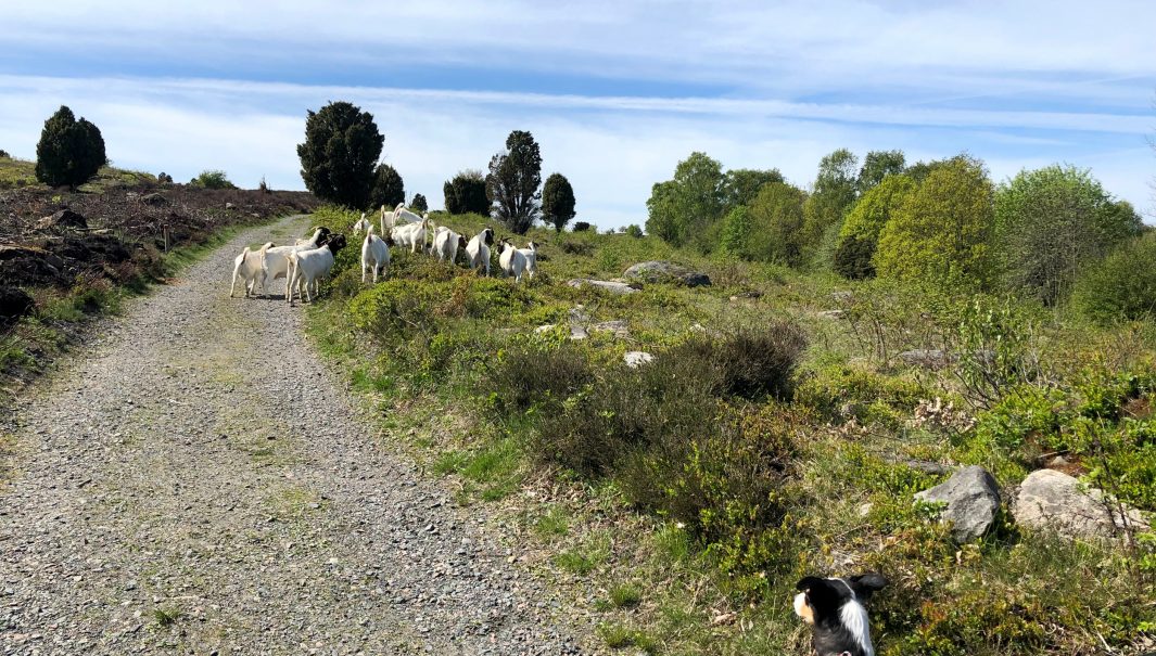 En kopplad hund spanar in en flock med getter. Foto.