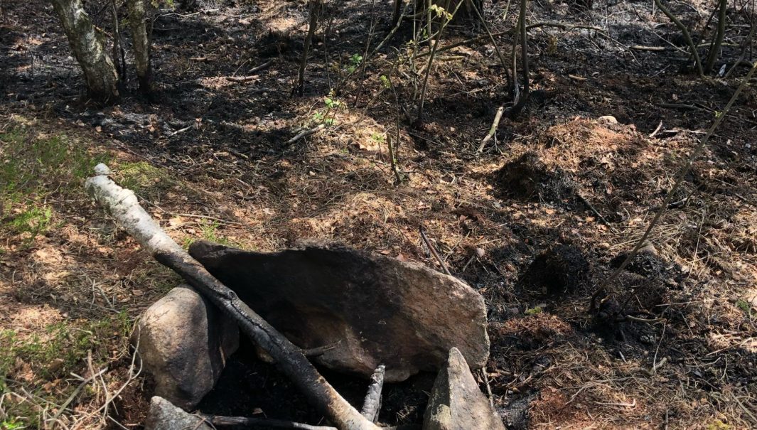 Närbild på en eldstad, bestående av enbart några stenar, på mark med barr och där man kan se att lägerelden har spridit sig ut i skogen. Foto.