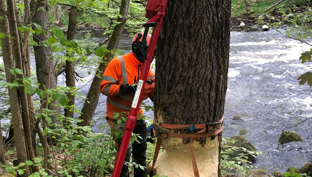 Person står med utrustning vid ett stort träd som riskerar att falla på grund av gnag från bäver. Foto.