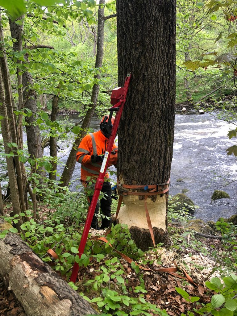 Person står med utrustning vid ett stort träd som riskerar att falla på grund av gnag från bäver. Foto.