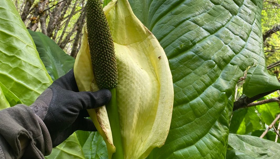 Enblomma av gul skunkkallahålls upp som skurits bort från plantan. Foto.
