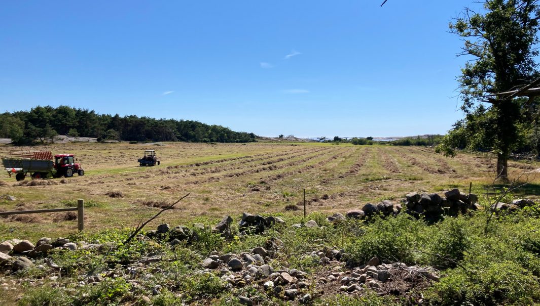 En slagen äng med två traktorer. Foto.