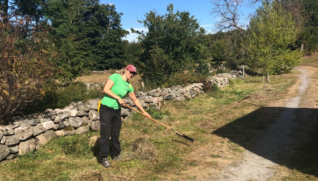 Person krattar slaget gräs vid en stenmur. Foto.
