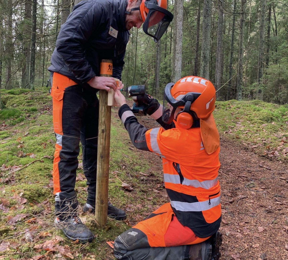 Två personer hjälps åt att skruva fast en markering på en stolpe i skogen. Foto.