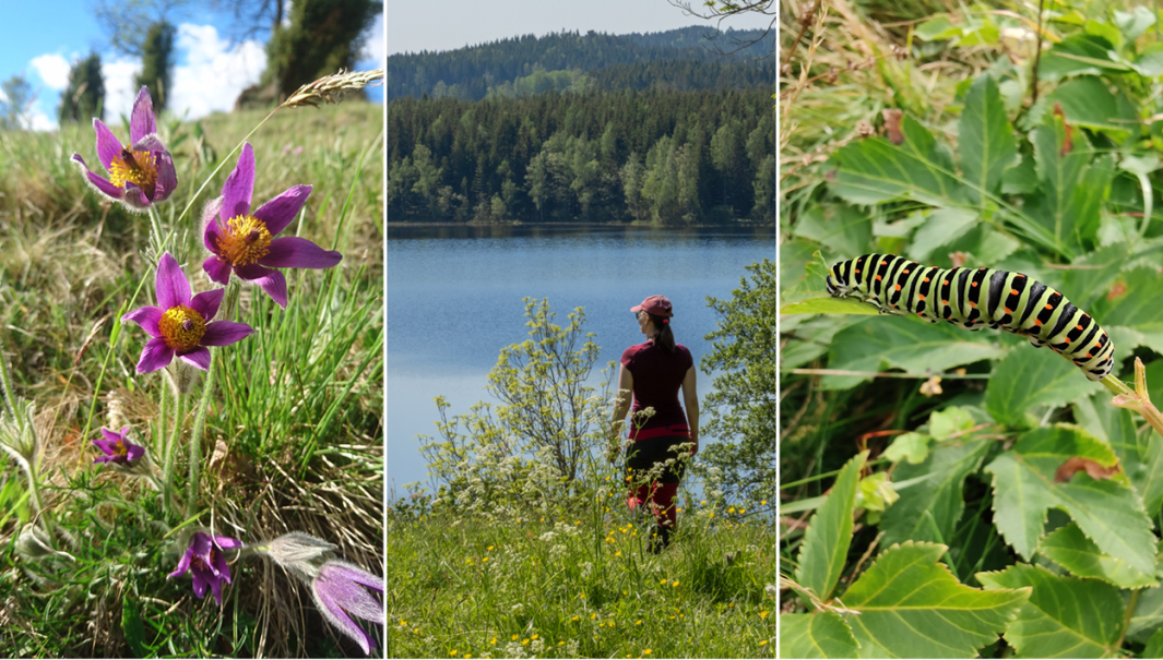 Ett collage med tre bilder. En bild på en backsippa, en bild på en vandrare i naturen, en bild på en makaonlarv.