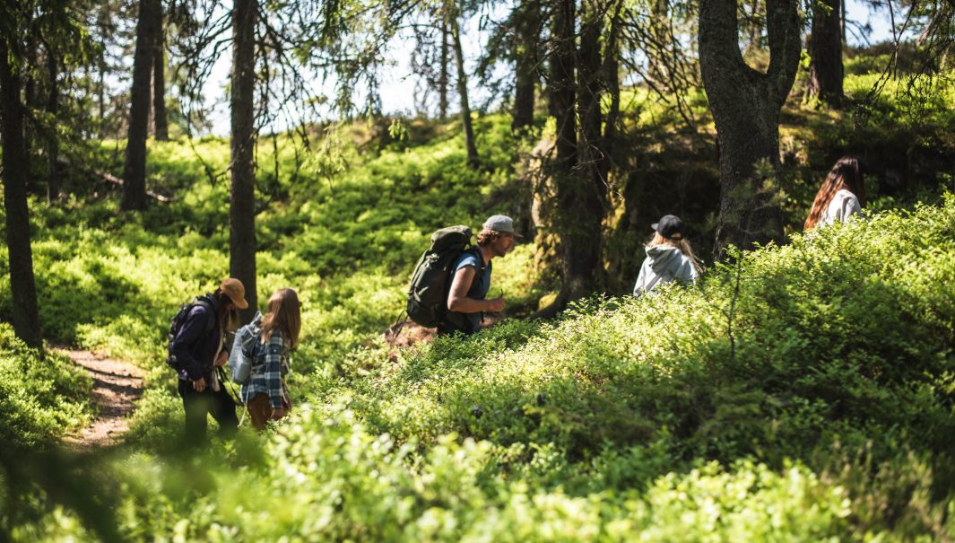 En grön och lummig skog där fem personer vandrar uppför en stig.