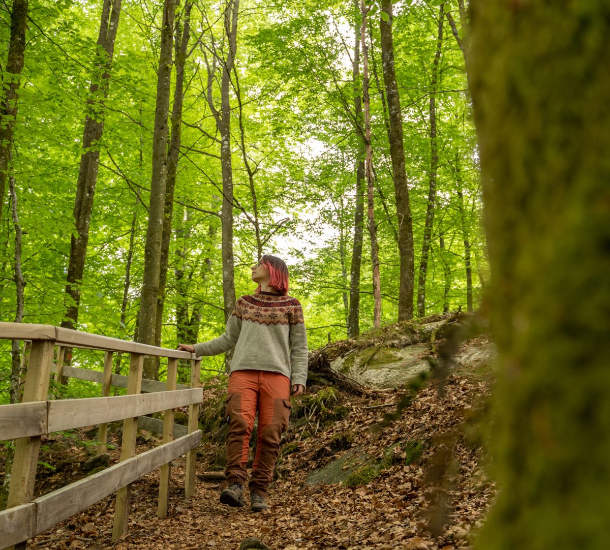 En vandrare i bokskog går nerför en backe med ett räcke på vänster sida. Foto