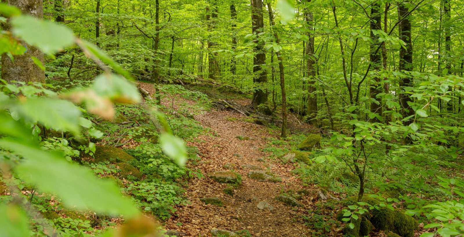 Stig i neongrön bokskog. Foto.