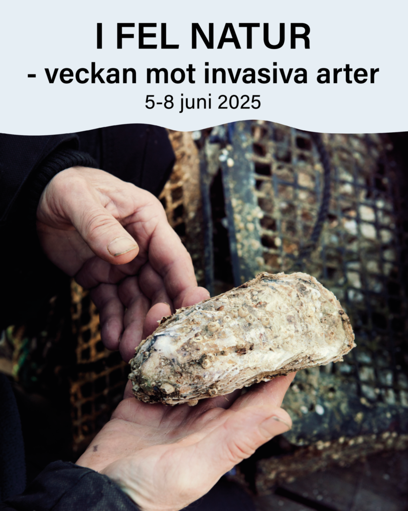 Fynd av ett stillahavsostron taget av Maja Kristin Nylander. På toppen av fotot står texten "I fel natur - veckan mot invasiva arter. 5-8 juni 2025.": Foto.