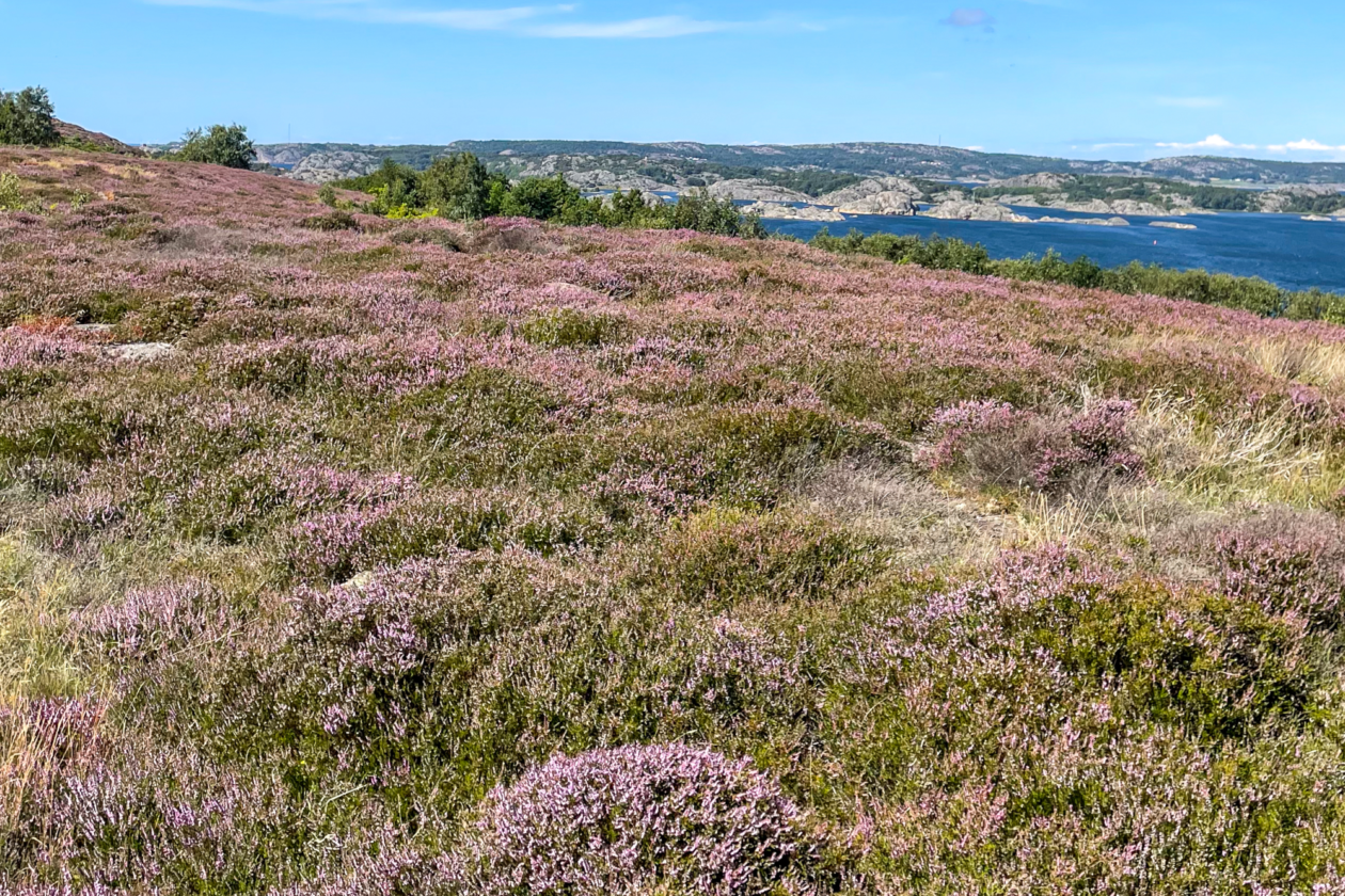 Blomstrande ljunghed i förgrunden, hav i bakgrunden. foto.