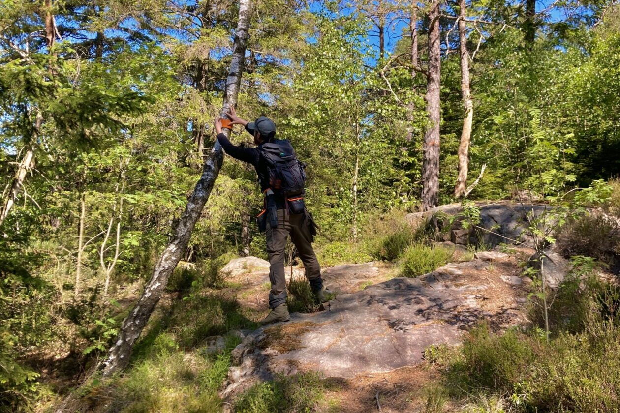 Person märker upp ett träd med band. Foto.