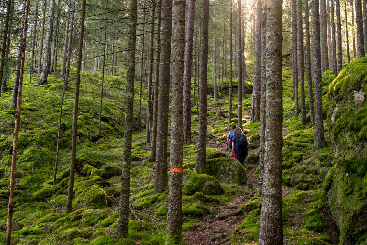 två vandrare på en orangemarkerad stig i skogen. Foto.