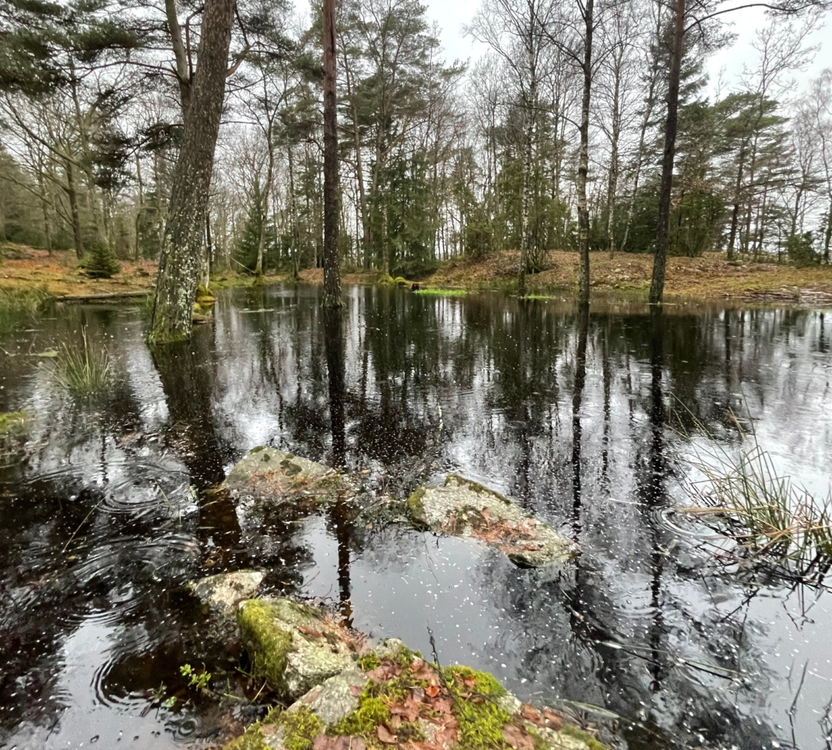 Dammens vattenspegel. Foto.