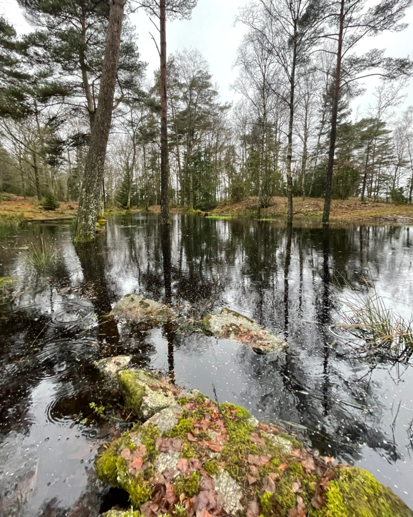Dammens vattenspegel. Foto.