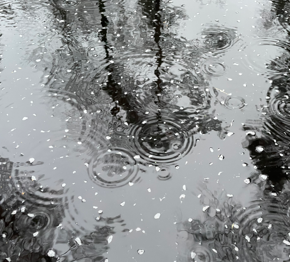 Vattenspegel med ringar från regndroppar. Foto.