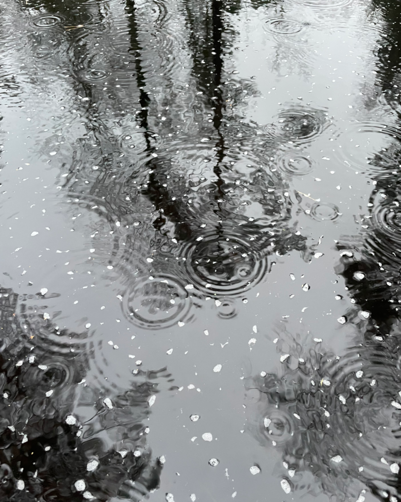Vattenspegel med ringar från regndroppar. Foto.