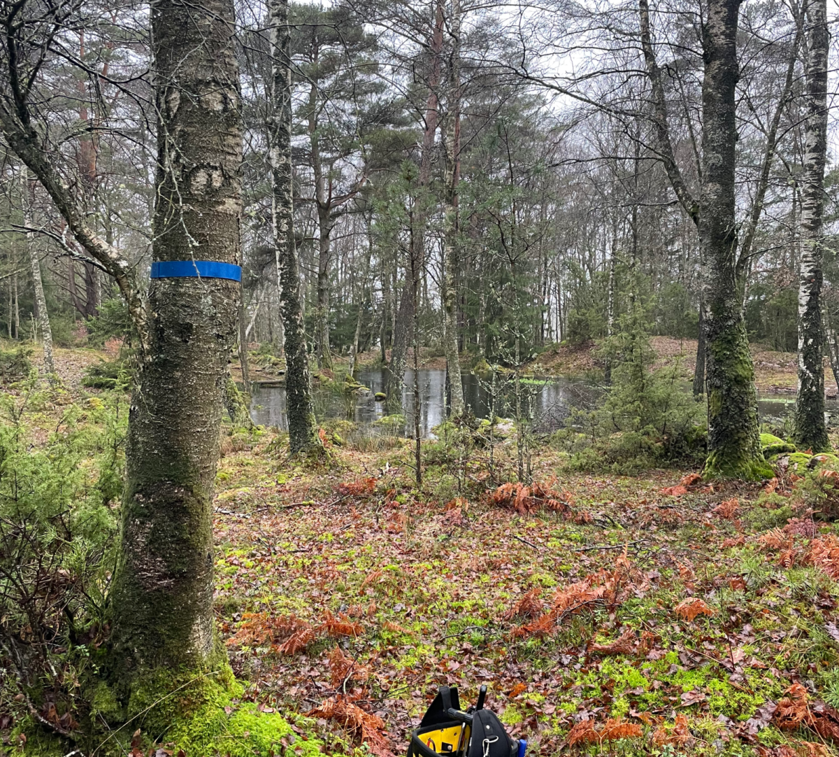 En liten damm i bakgrunden. I förgrunden ett blått band runt stammen av ett träd och en verktygslåda på marken. Foto.