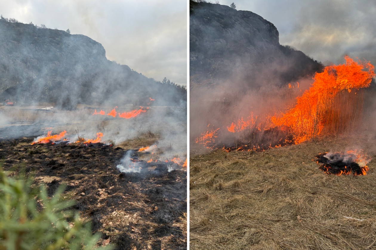Collage med två foton. Till vänster: en yta med gräs som brinner och ett berg i bakgrunden. Till höger: en yta med vass som binner.