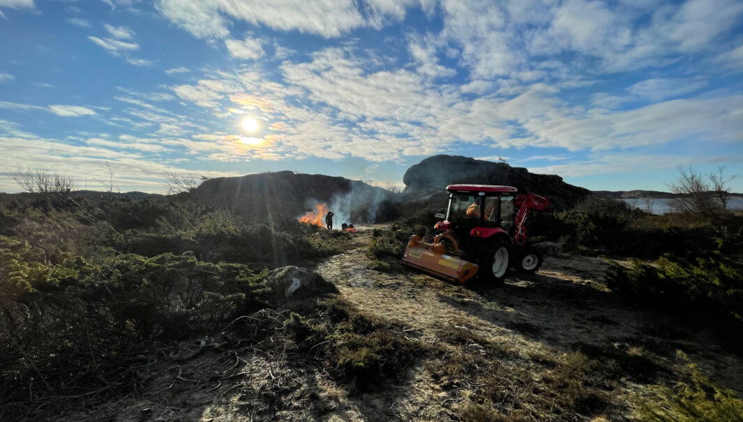 En person stor vvid en hög som eldas i bakgrunden och i förgrunden ser man en röd traktor bland buskar och röjda ytor. Foto.