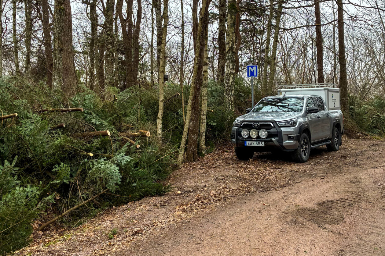 röjda granar på hög längs med vägkant, parkerad bil intill. Foto.