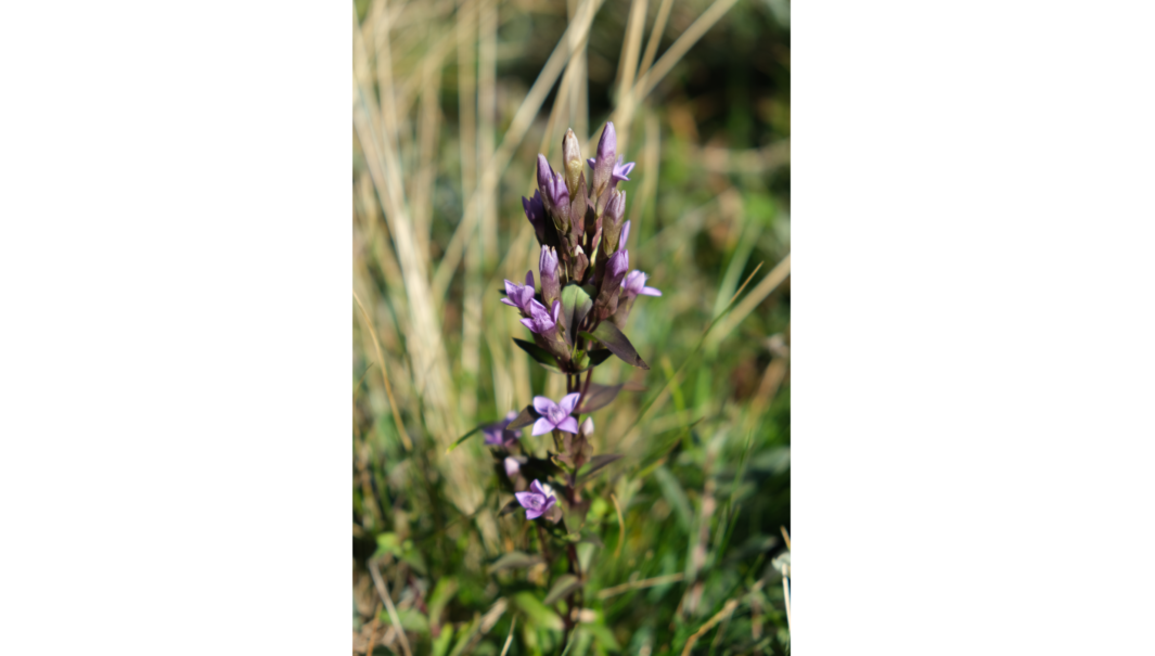 En lilablommande växt. Foto.