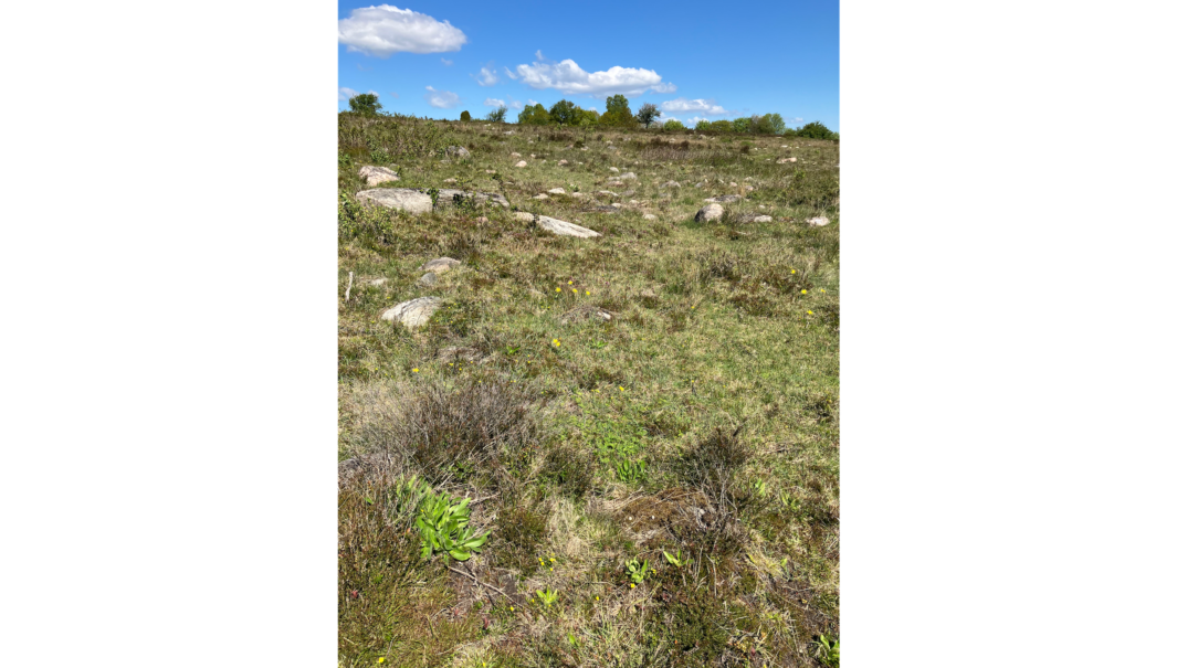 Ljugnehd med blommor och gräs mellan buskarna. Några växter blommar i gult. foto.
