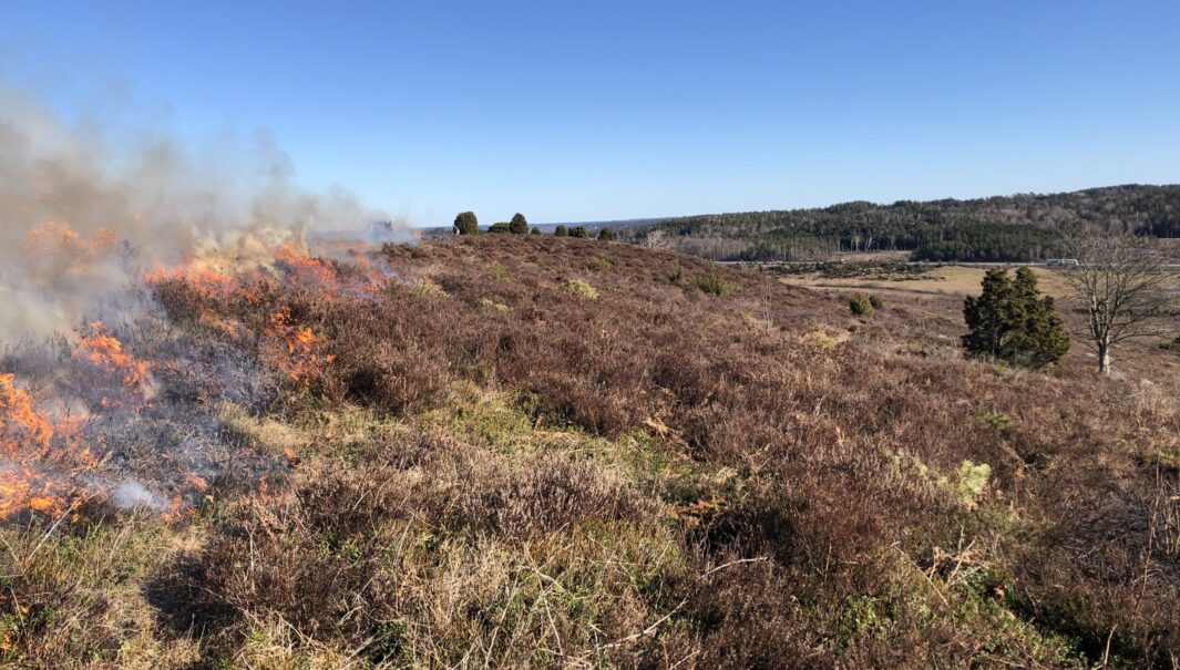 ljunghed som brinner på vänster sida. Foto.
