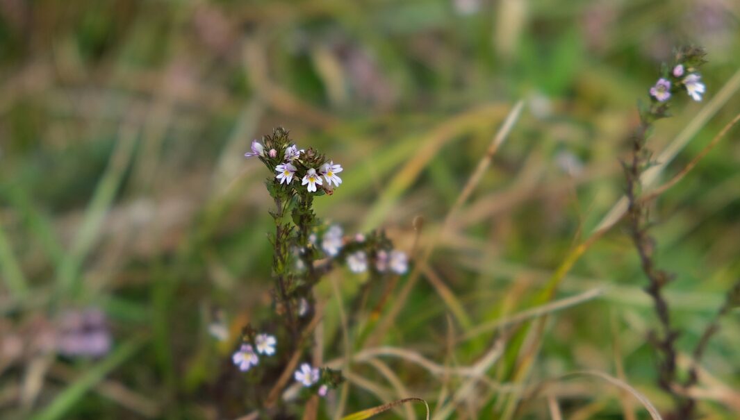 Närbild på blommande ljungögontröst. Foto.