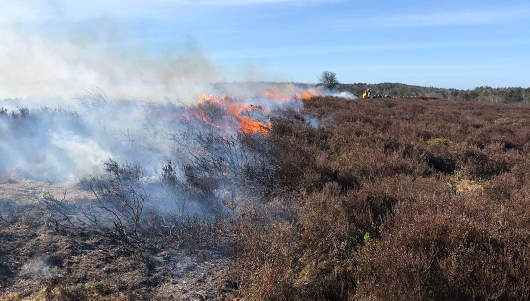 Ljunghed som brinner från vänster sida och sotig mark där branden varit nyss. Foto.